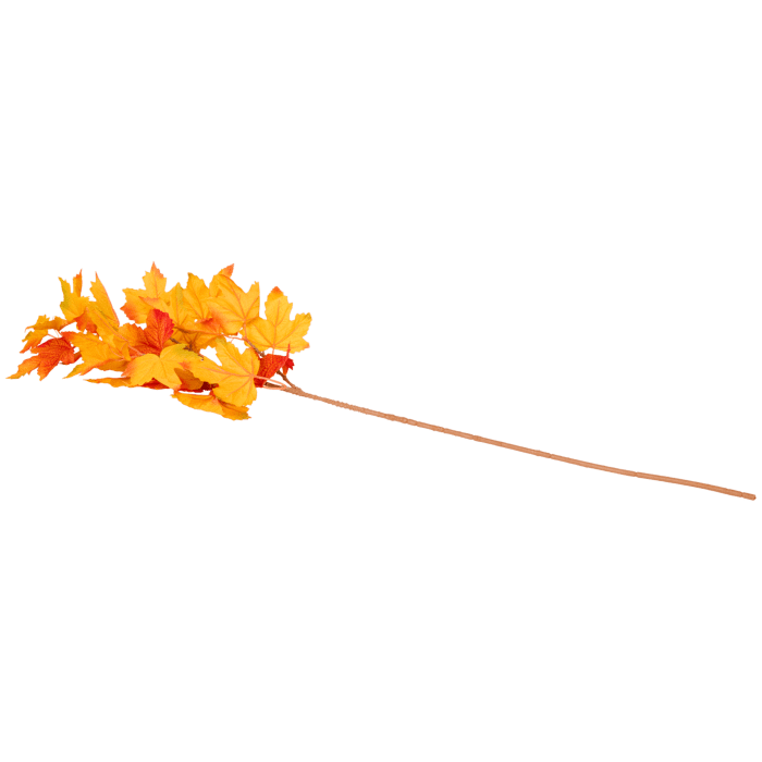 Feuilles sur branche