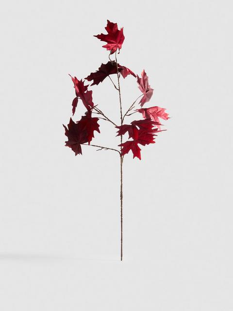 Feuilles d'érable sur tige